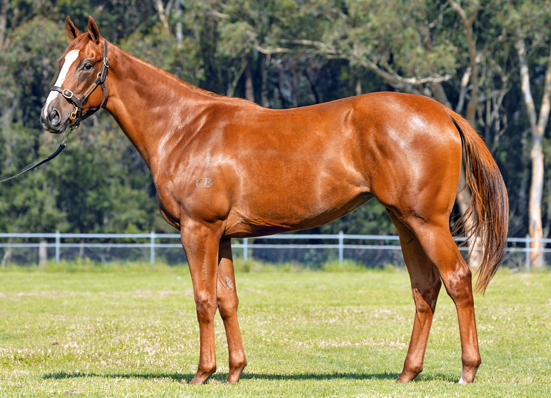 Dynamic News Racehorse Shares Recent Racehorse Winners